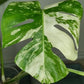 Monstera Albo A49