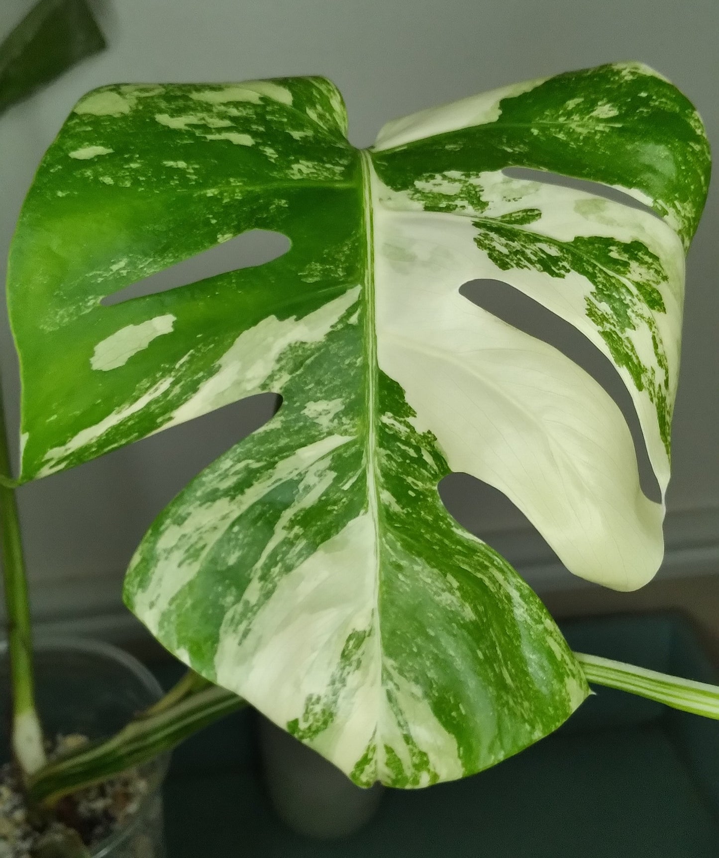 Monstera Albo A49