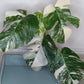 Monstera Albo A50