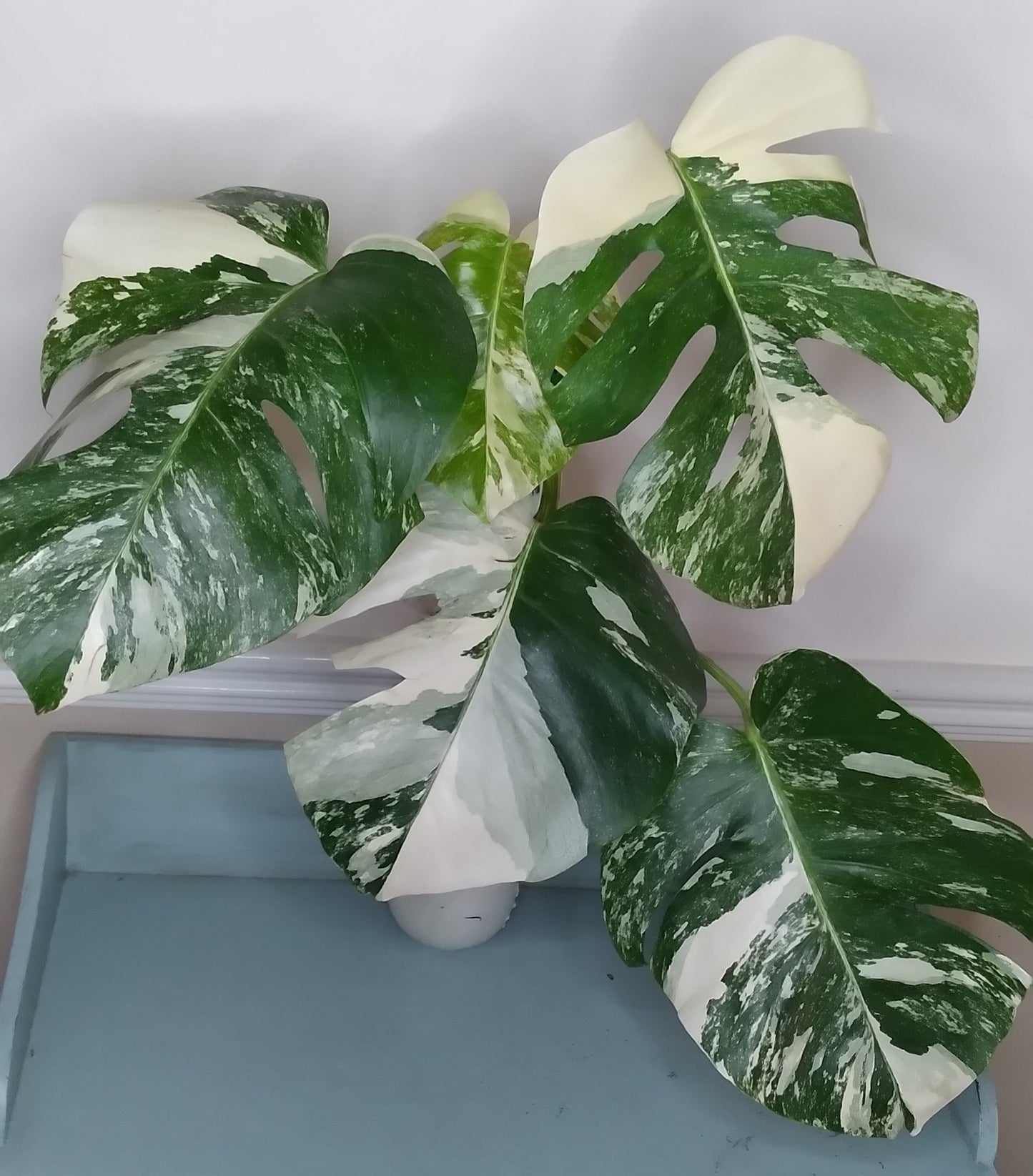 Monstera Albo A50