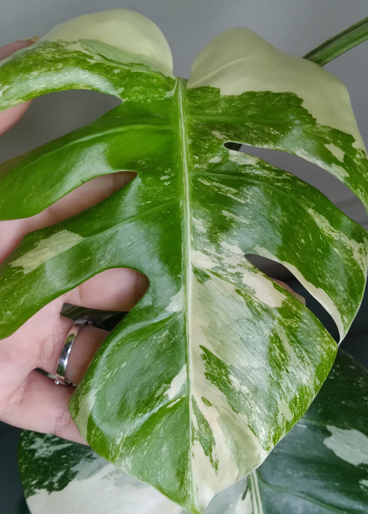 Monstera Albo A50