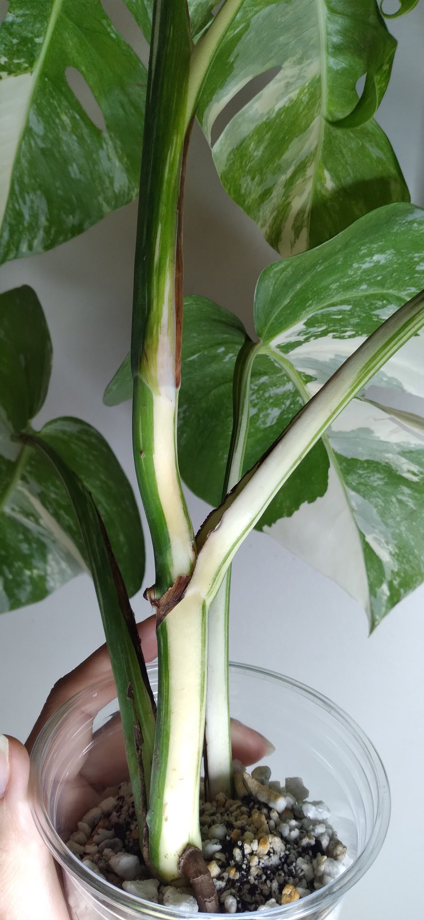 Monstera Albo A50