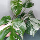 Monstera Albo A51