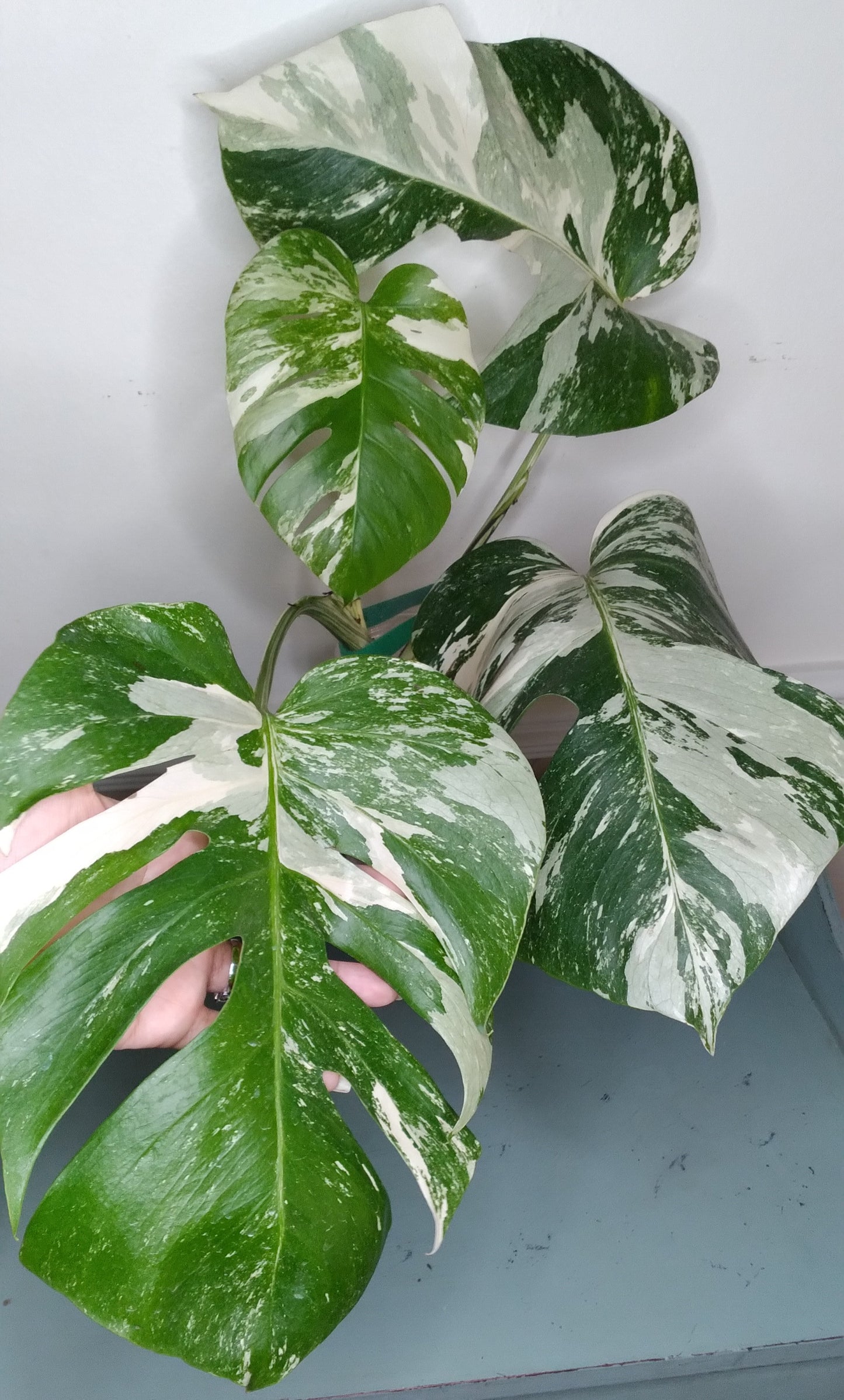 Monstera Albo A51