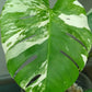 Monstera Albo A51