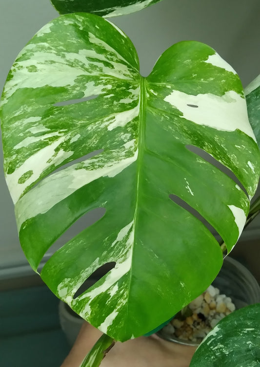 Monstera Albo A51