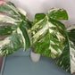 Monstera Albo A52