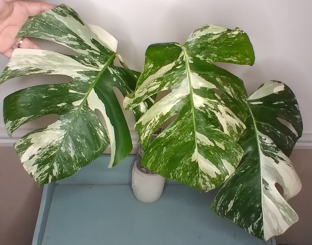 Monstera Albo A52