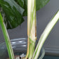 Monstera Albo A52