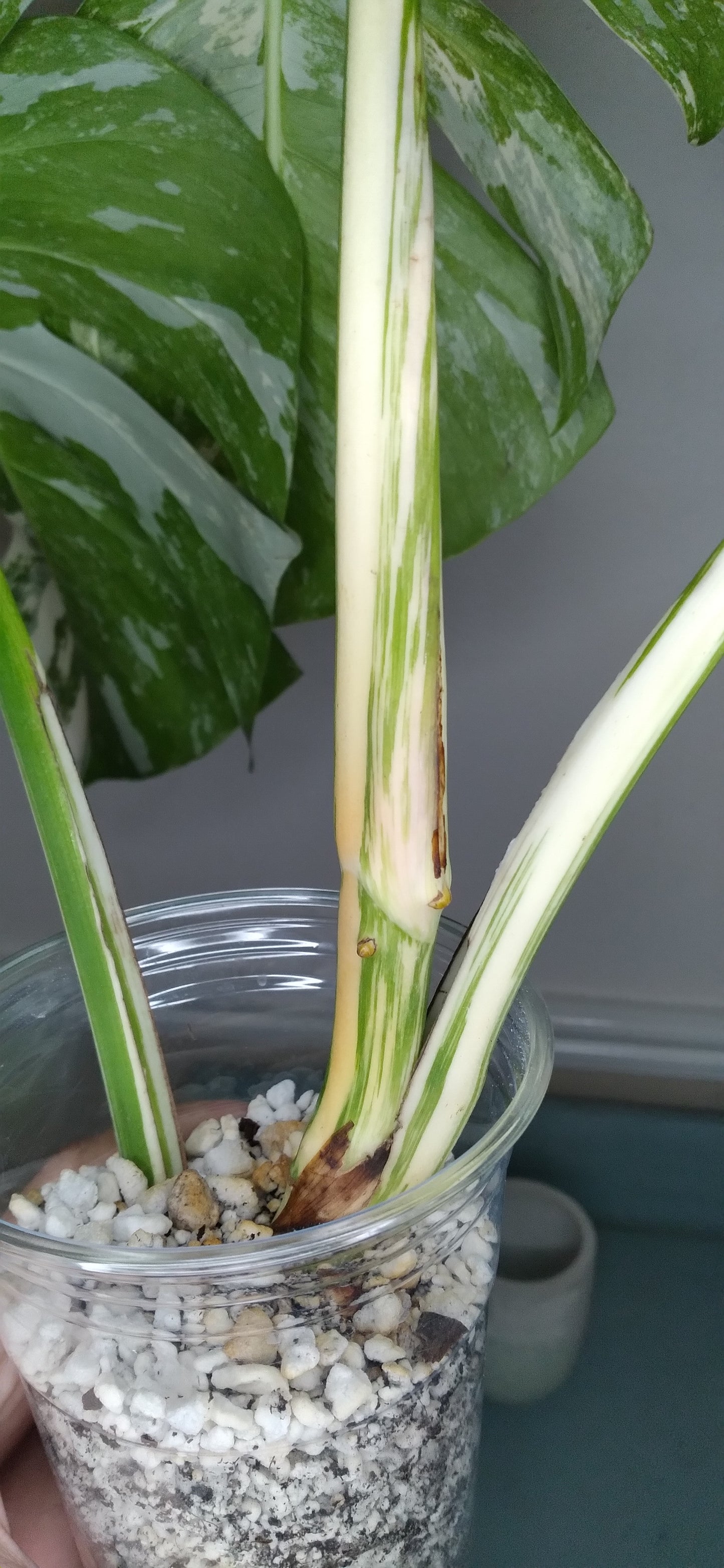 Monstera Albo A52