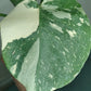 Monstera Thai Con T50