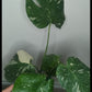 Monstera Thai Con T50