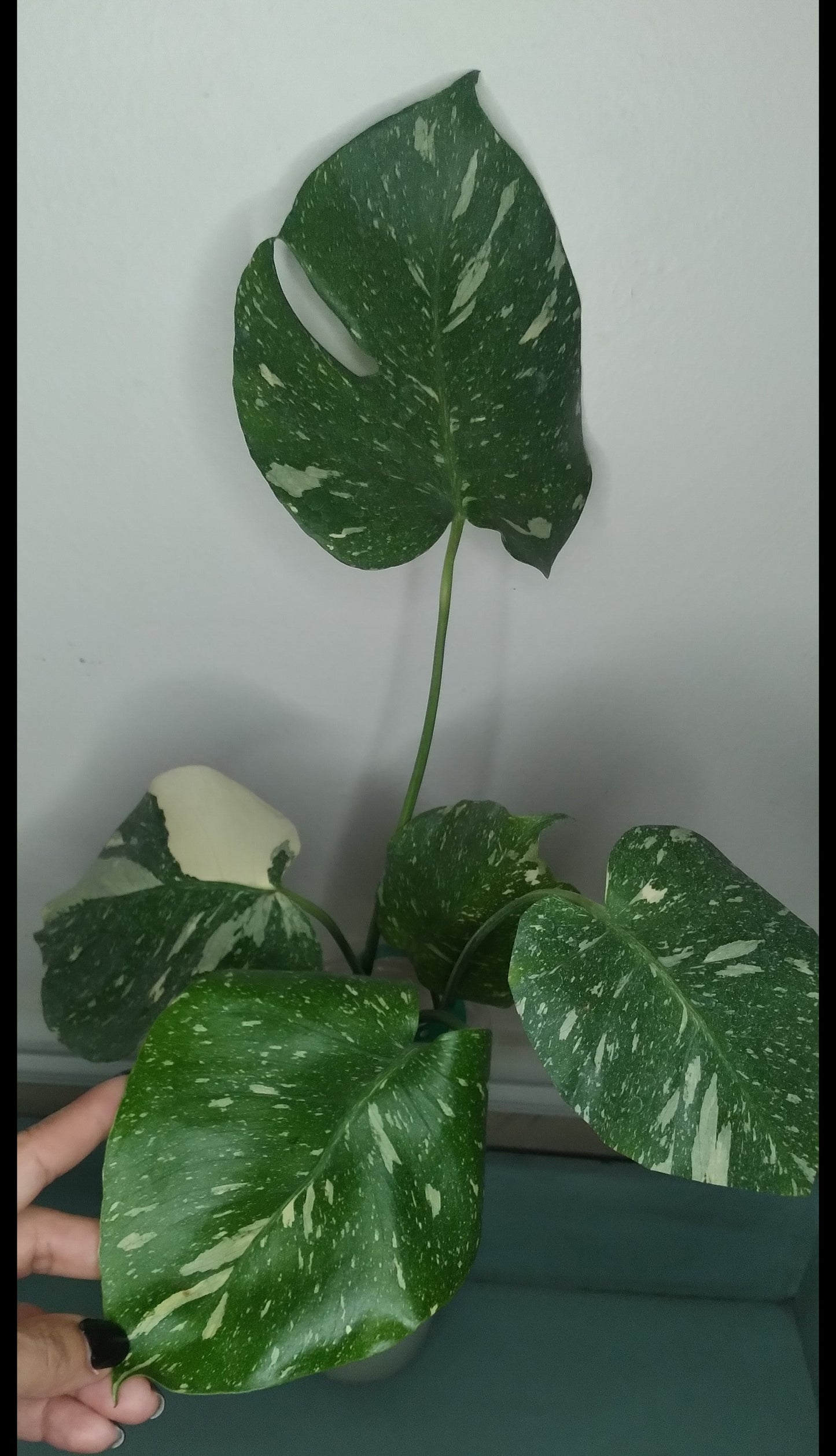 Monstera Thai Con T50