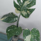 Monstera Thai Con T51