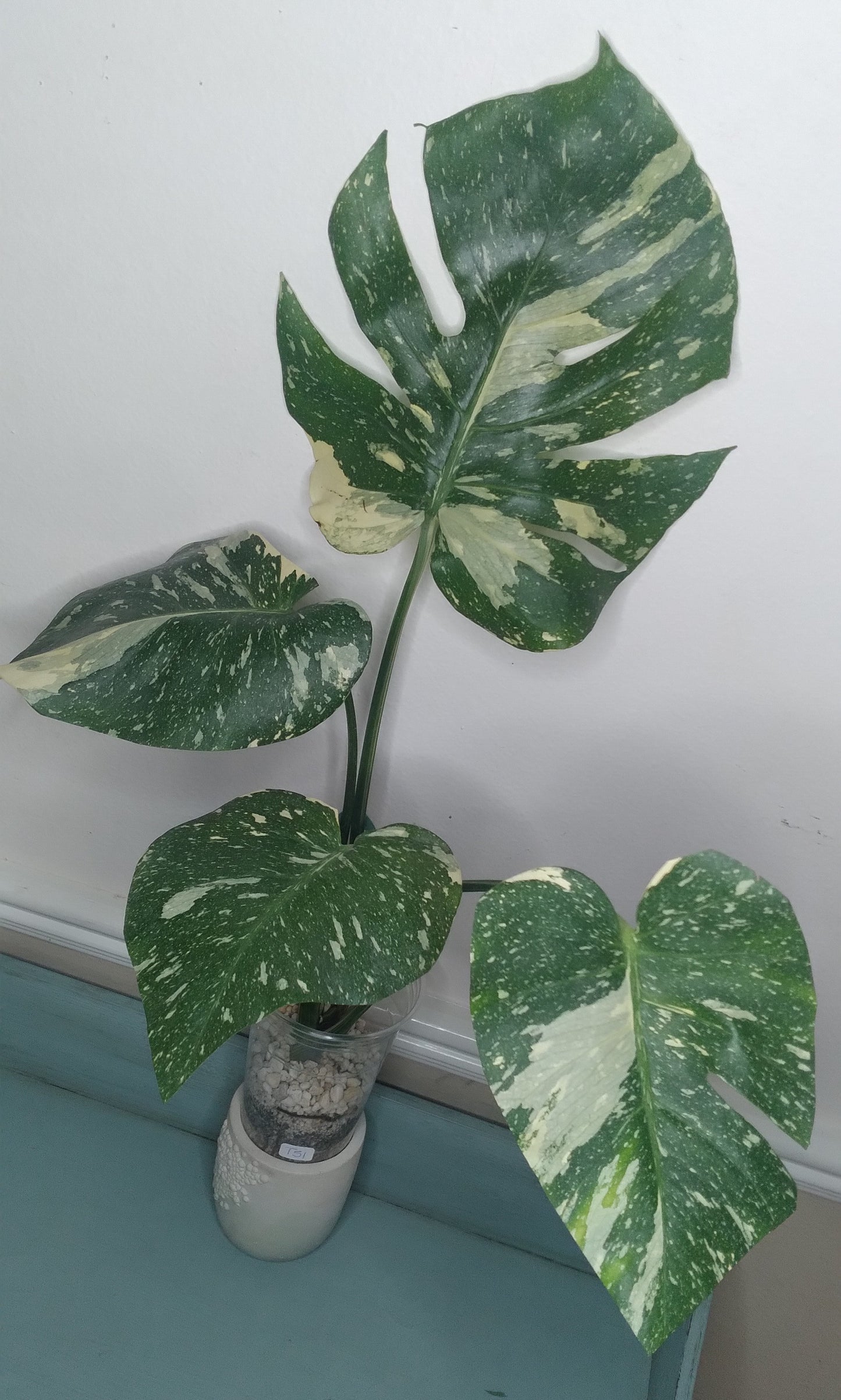 Monstera Thai Con T51