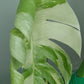 Monstera Albo A60