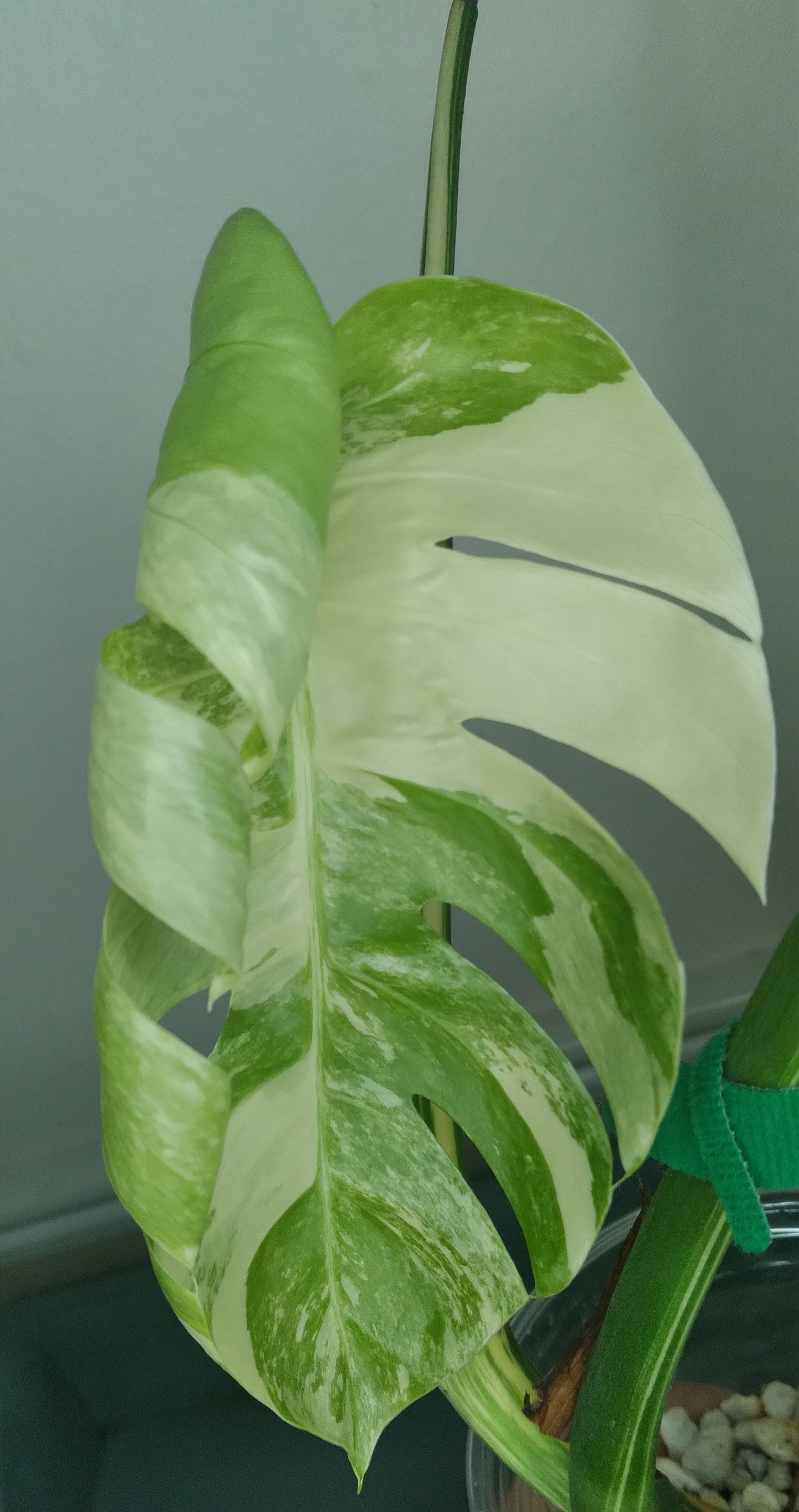 Monstera Albo A60