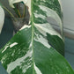 Monstera Albo A60