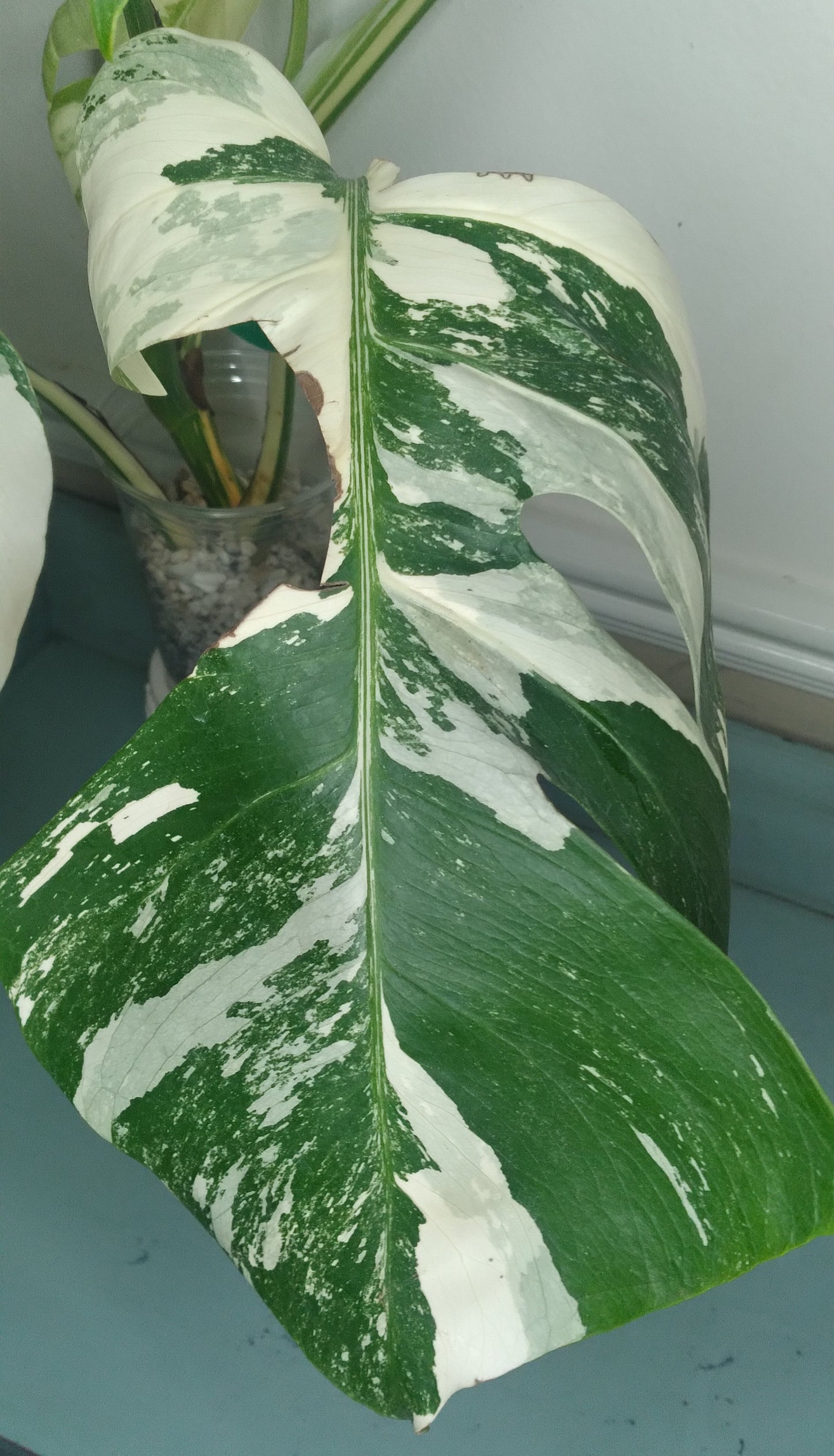 Monstera Albo A60