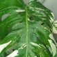 Monstera Albo A60
