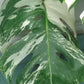 Monstera Albo A60