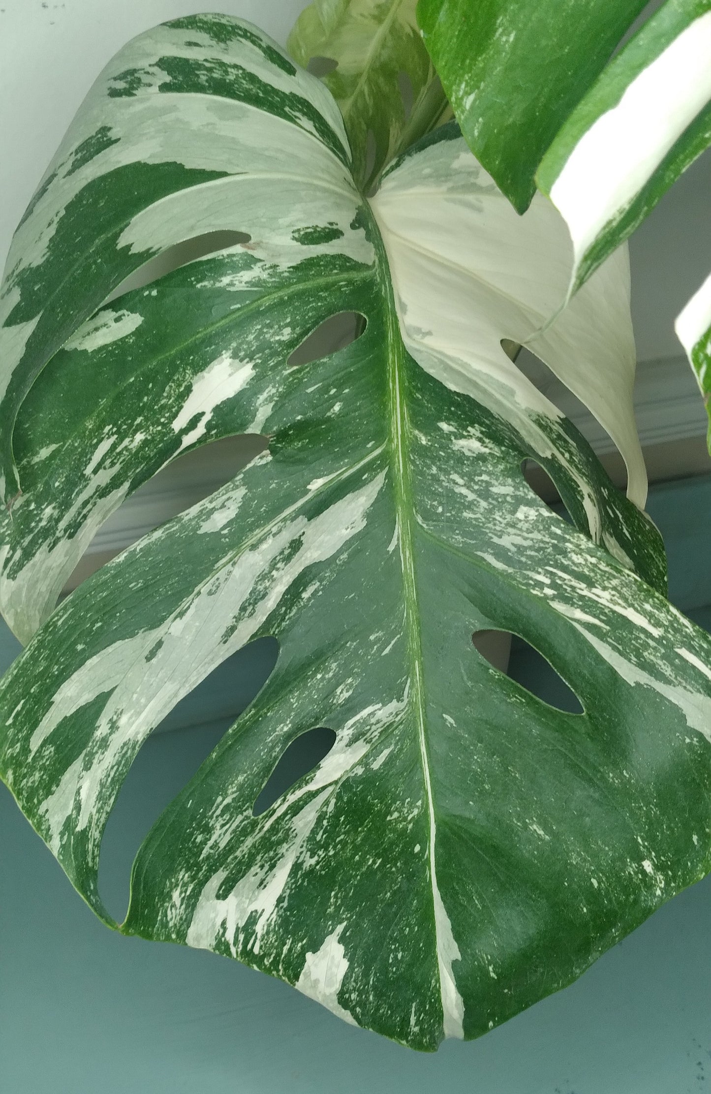 Monstera Albo A60