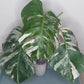 Monstera Albo A60