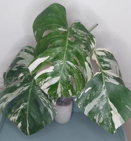 Monstera Albo A60