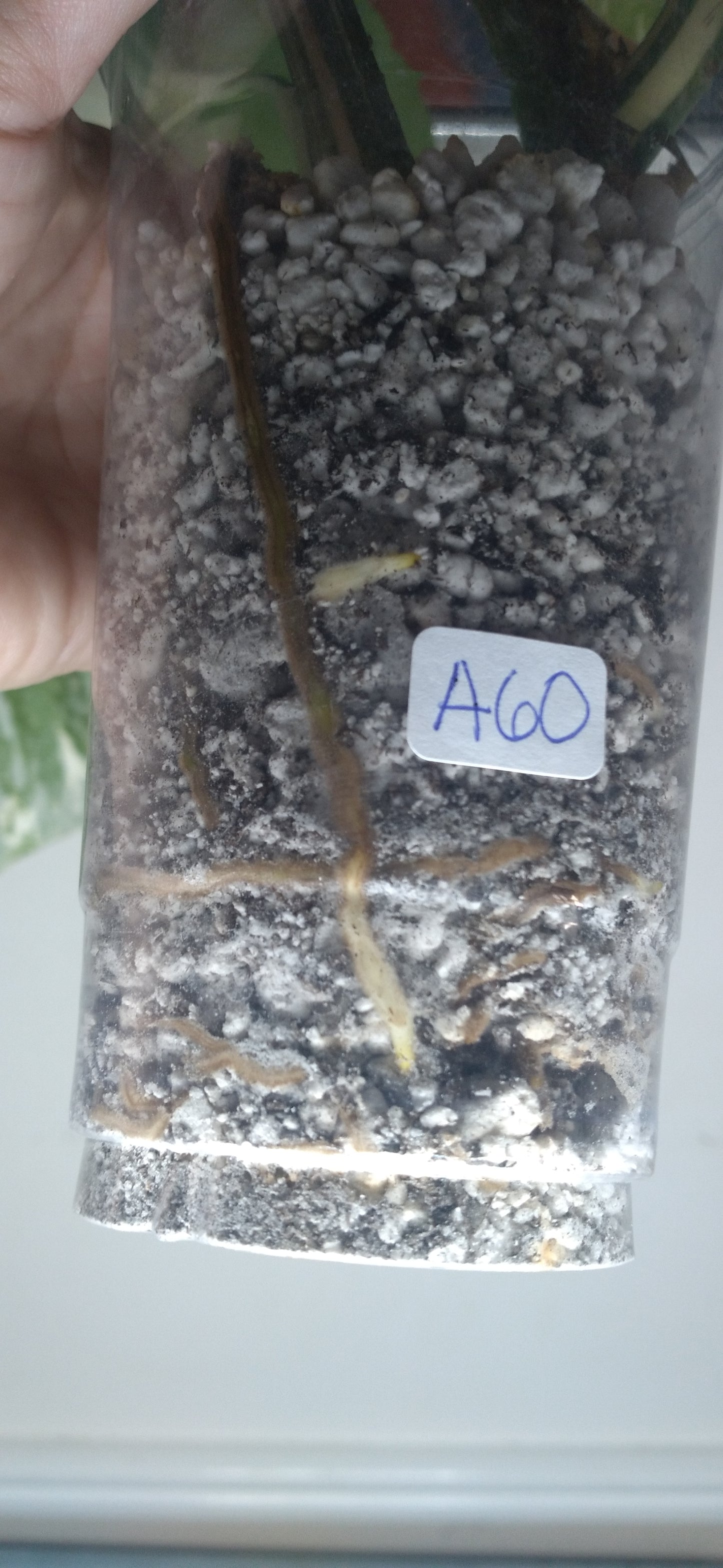 Monstera Albo A60