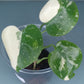 Monstera Thai Con Baby -Auction Winner LaShawn LaShawns