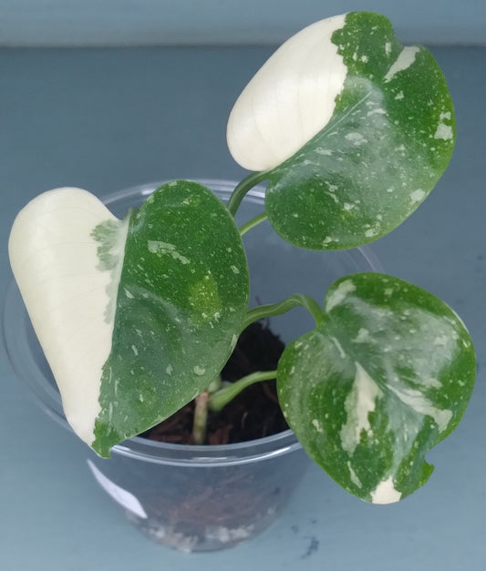 Monstera Thai Con Baby -Auction Winner LaShawn LaShawns