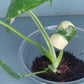 Monstera Thai Con Baby -Auction Winner LaShawn LaShawns