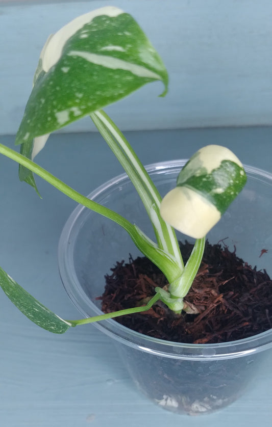 Monstera Thai Con Baby -Auction Winner LaShawn LaShawns