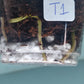 Monstera Thai Con Baby -Auction Winner LaShawn LaShawns