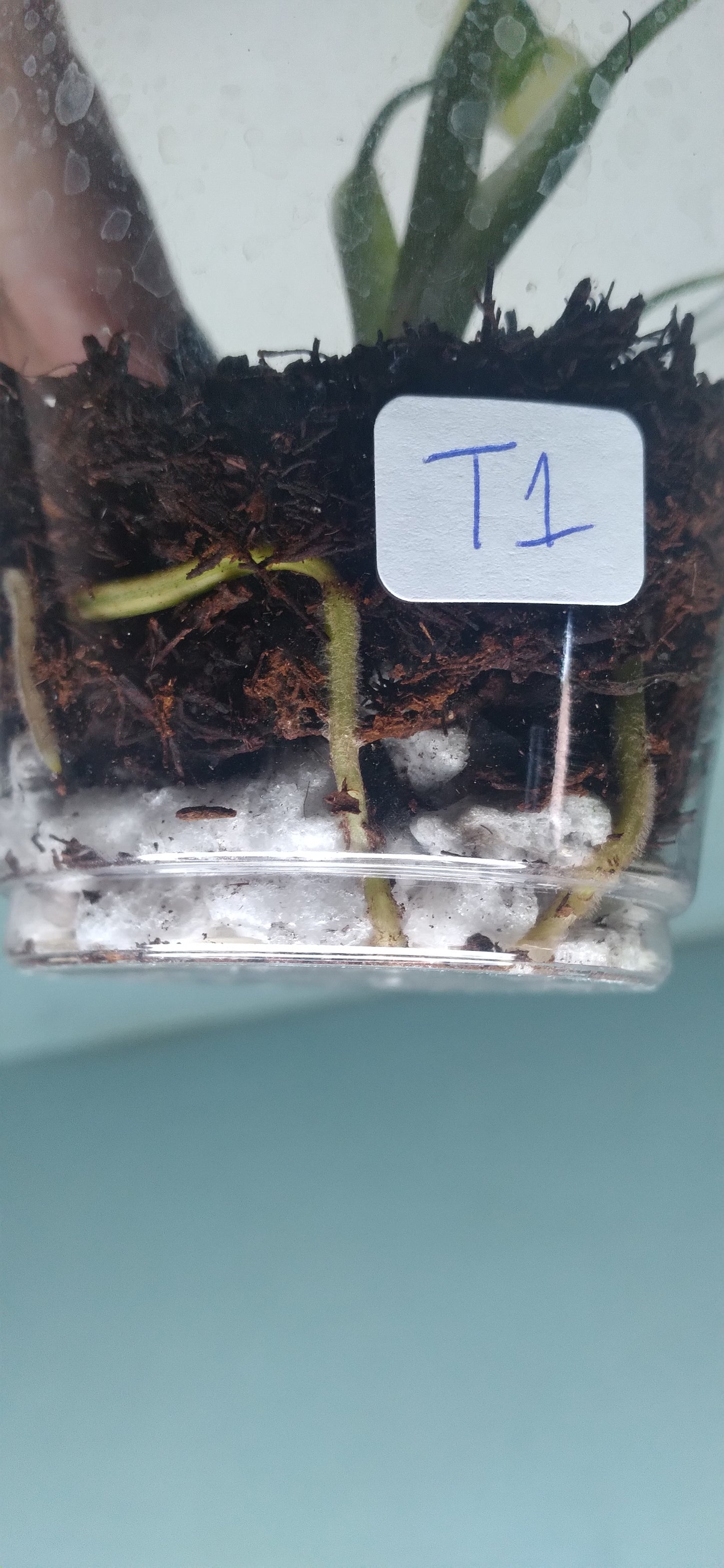 Monstera Thai Con Baby -Auction Winner LaShawn LaShawns