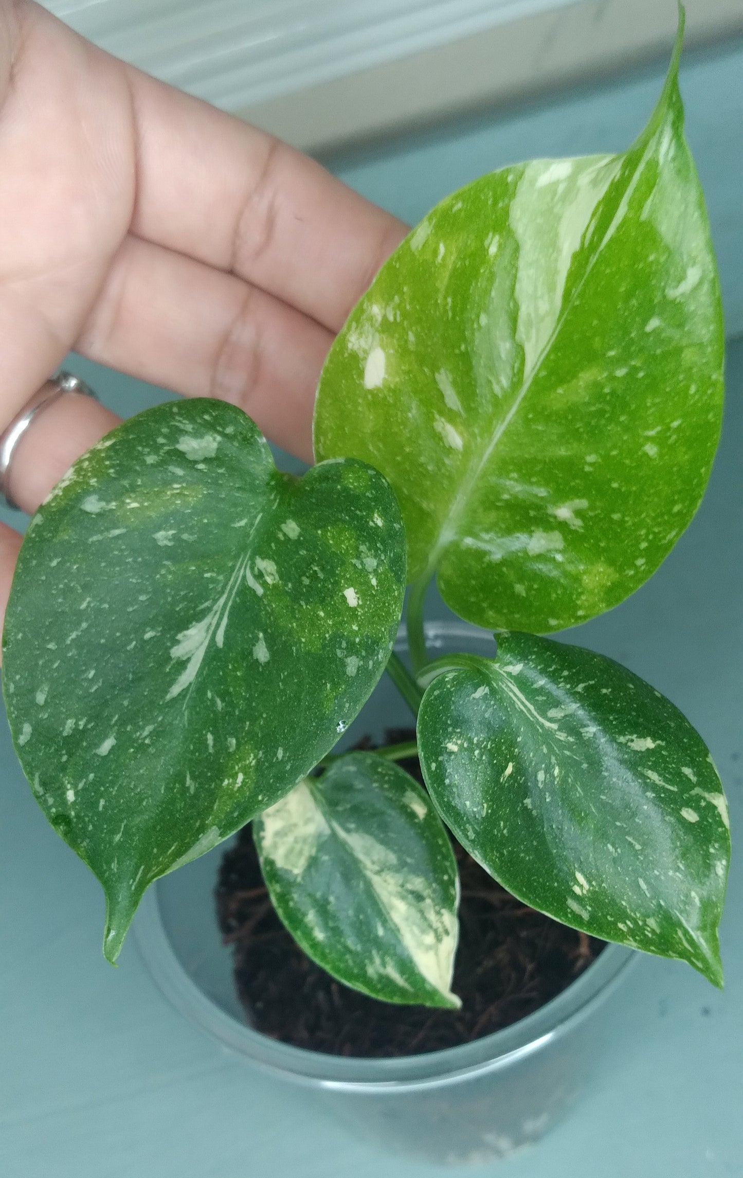 Monstera Thai Con Baby #2 Auction Winner- Sheena Recar