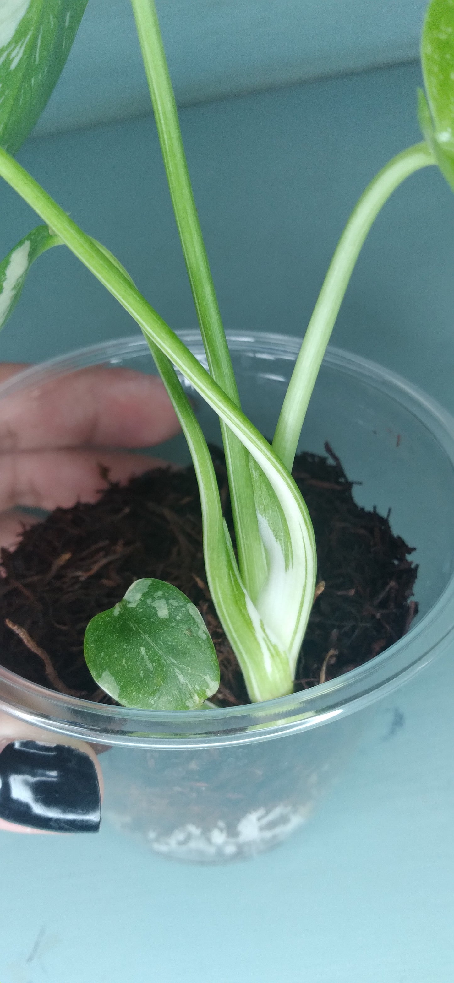 Monstera Thai Con Baby #2 Auction Winner- Sheena Recar