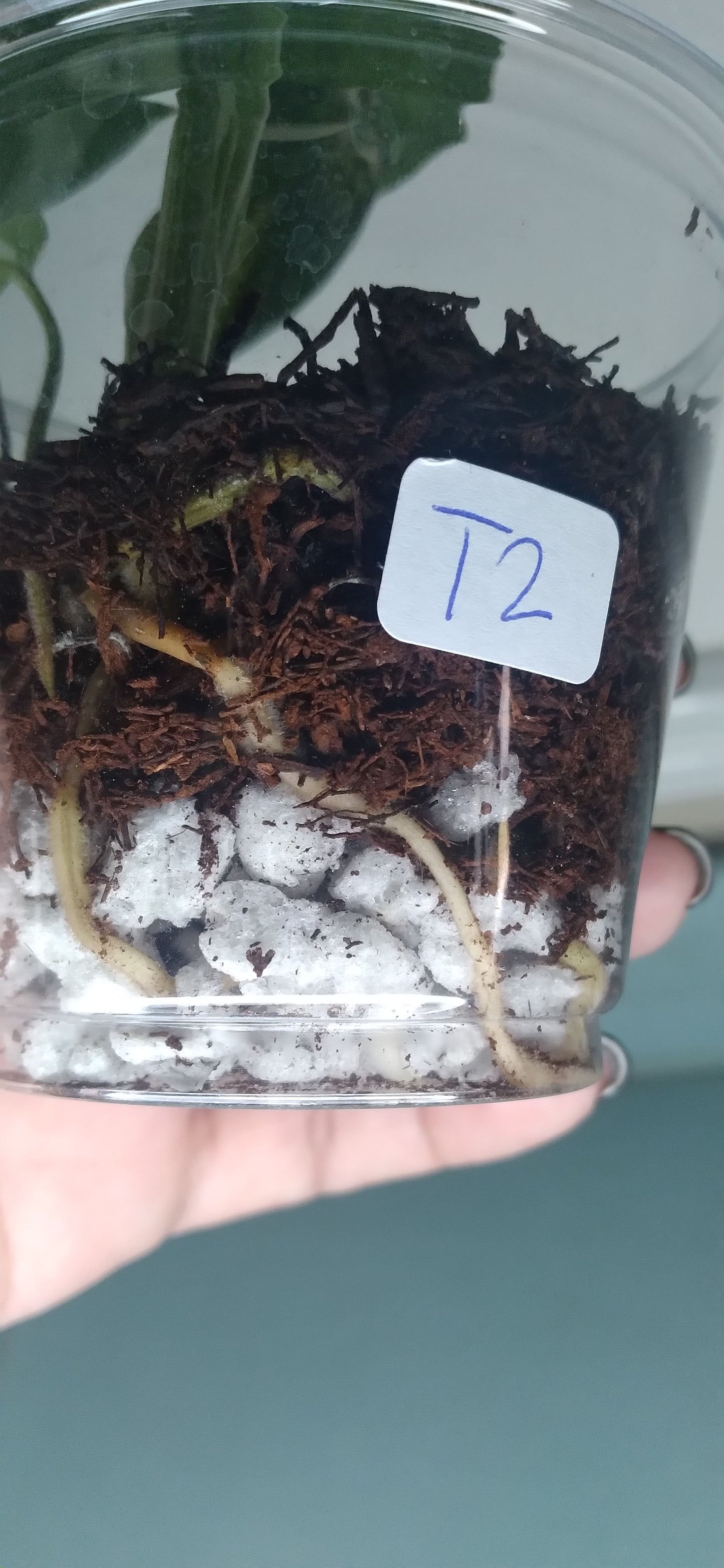 Monstera Thai Con Baby #2 Auction Winner- Sheena Recar