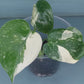 Monstera Baby Thai Con T3 -Auction Winner-