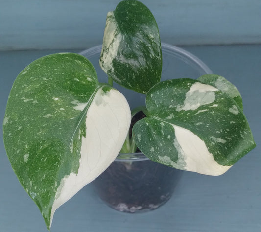 Monstera Baby Thai Con T3 -Auction Winner-