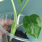 Monstera Baby Thai Con T3 -Auction Winner-