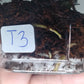 Monstera Baby Thai Con T3 -Auction Winner-