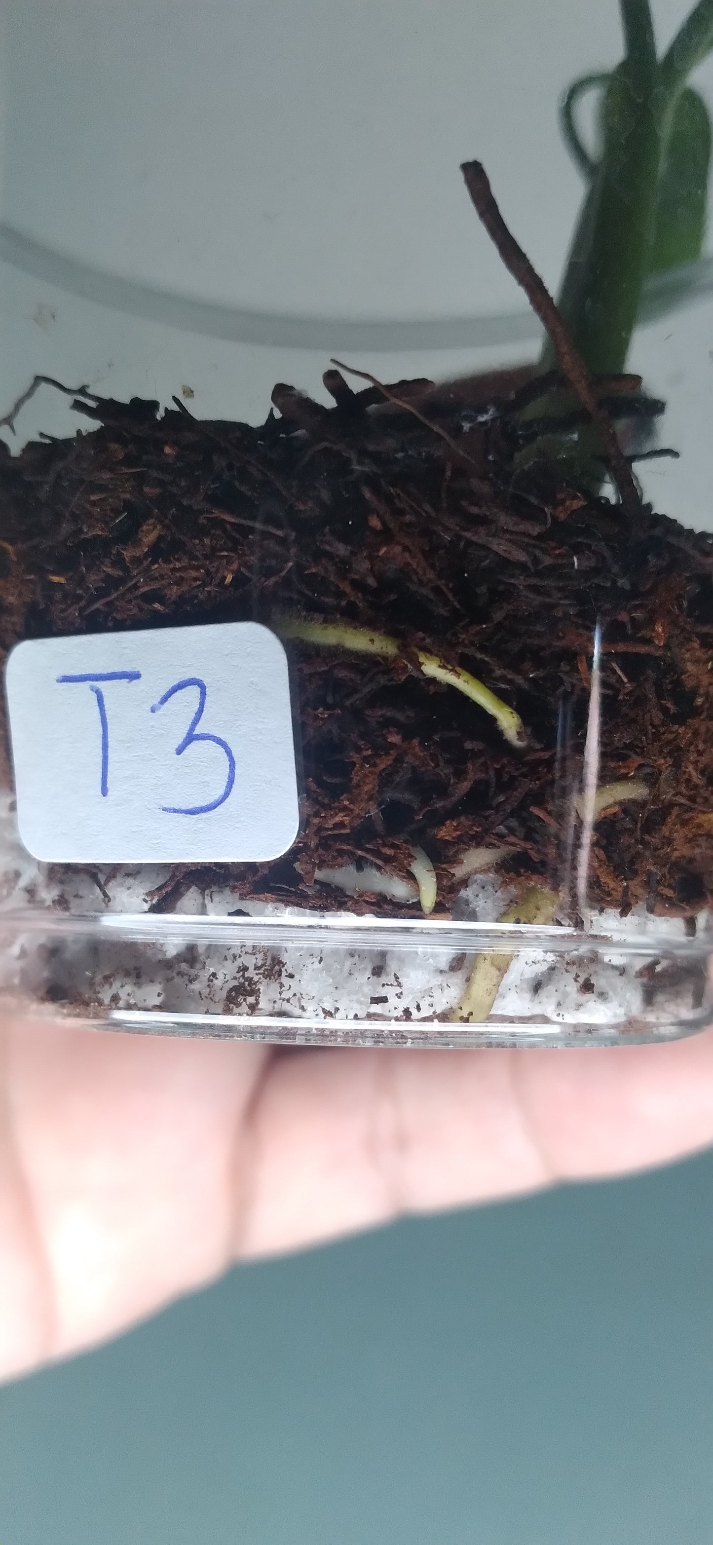 Monstera Baby Thai Con T3 -Auction Winner-