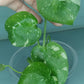 Monstera Baby Thai Con T4-Auction Winner-Ashley Scheiding