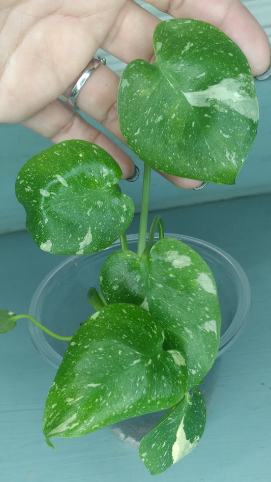 Monstera Baby Thai Con T4-Auction Winner-Ashley Scheiding