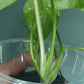 Monstera Baby Thai Con T4-Auction Winner-Ashley Scheiding