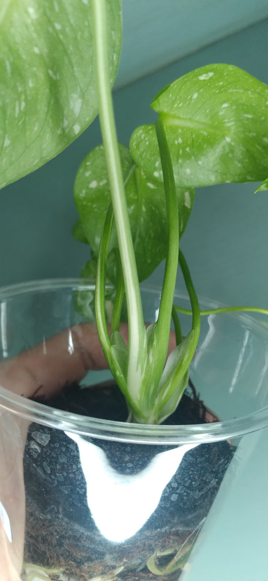 Monstera Baby Thai Con T4-Auction Winner-Ashley Scheiding