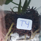 Monstera Baby Thai Con T4-Auction Winner-Ashley Scheiding
