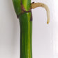Monstera Aurea Unrooted Cutting Auction-Winner Katie Ortiz