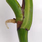 Monstera Aurea Unrooted Cutting Auction-Winner Katie Ortiz